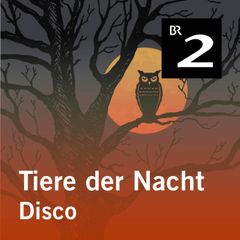 Tiere der Nacht: Disco