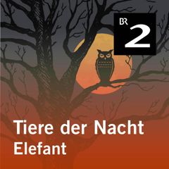 Tiere der Nacht: Elefant