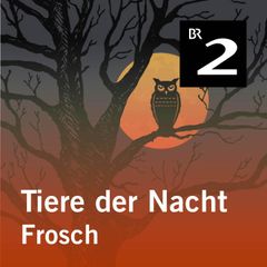 Tiere der Nacht: Frosch