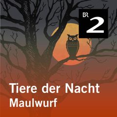 Tiere der Nacht: Maulwurf