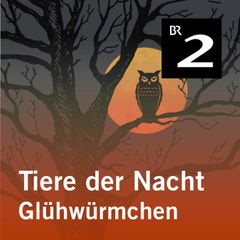 Tiere der Nacht: Glühwürmchen