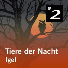 Tiere der Nacht: Igel