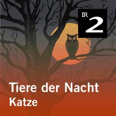 Tiere der Nacht: Katze