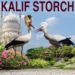 Kalif Storch