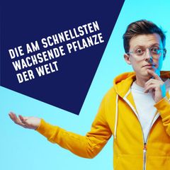 Folge 13: Die am schnellsten wachsende Pflanze der Welt