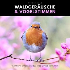 Friedvolle Waldgeräusche & Vogelstimmen